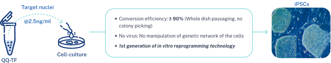 • Conversion efficiency: ≥ 90% (Whole dish passaging, no colony picking) • No virus: No manipulation of genetic network of the cells • 1st generation of in vitro reprogramming technology