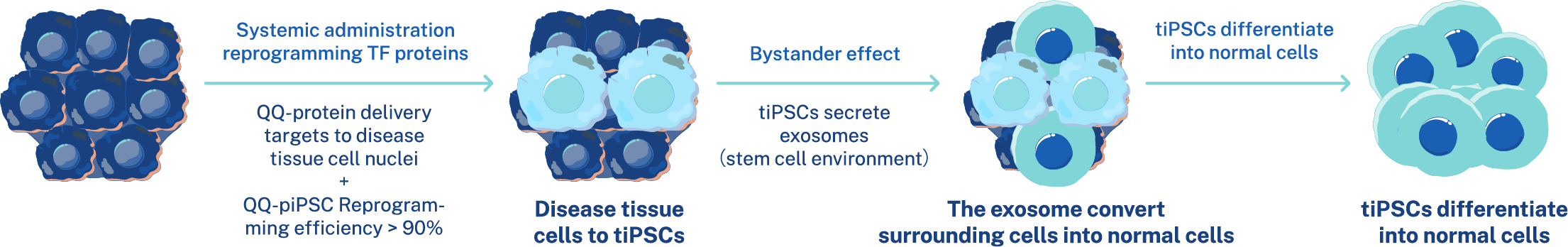 Disease tissue cell to tiPSCs via QQ-protein-induced in situ tissue reprogramming to form stem cell microenvironment > tiPSCs differentiation into normal tissue cells induced by differentiating tissue environment